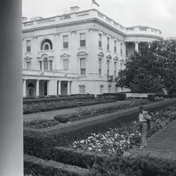 This photograph shows Head Gardener Robert Redmond inspecting recently planted flowers near the Rose Garden.